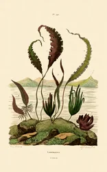 Riemenblatt